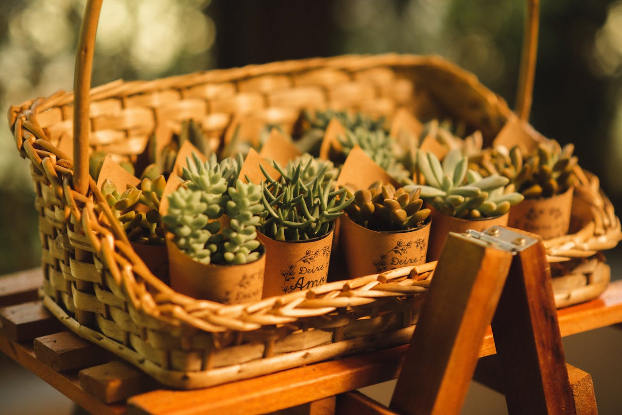 A wicker basket filled with a variety of potted succulents, perfect for indoor decoration.
